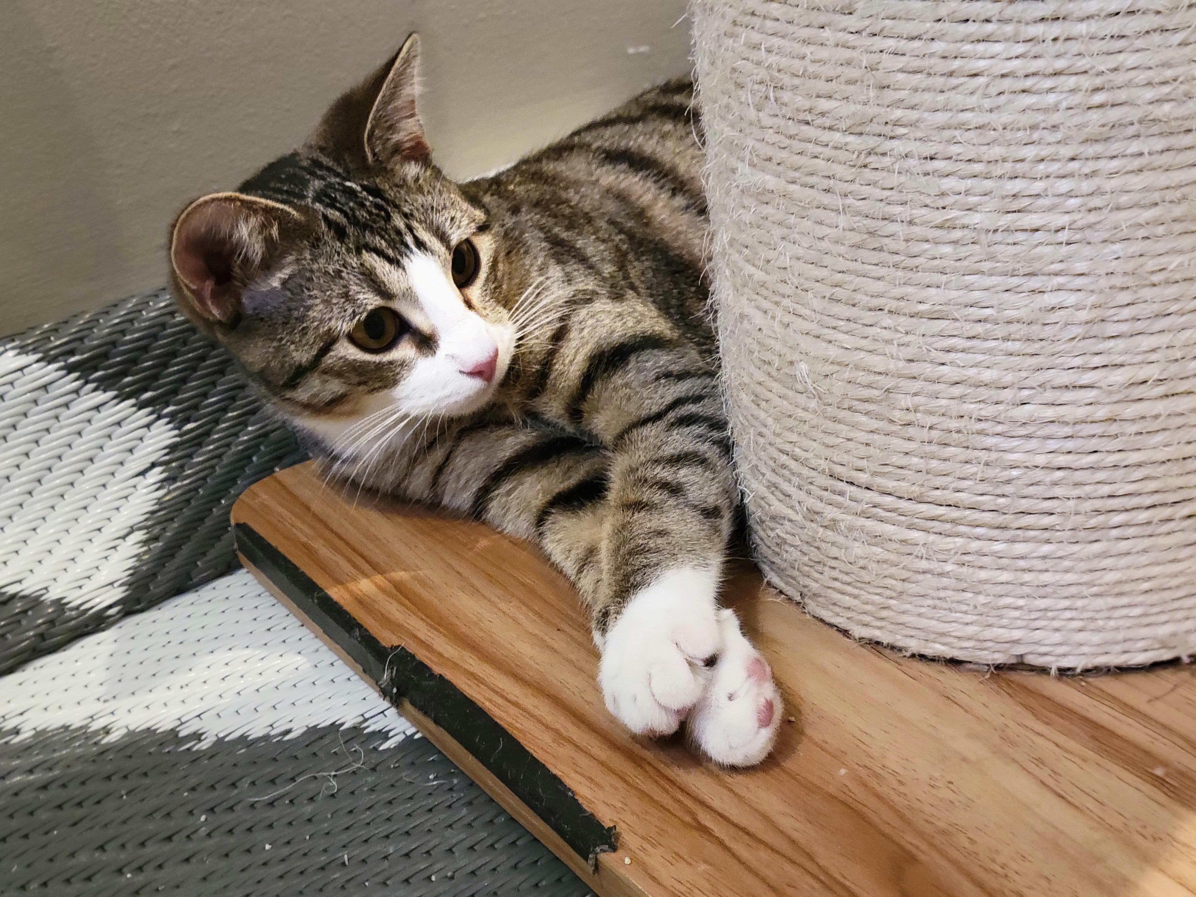 Faith, Adoptable, Kitten Female Tuxedo & Domestic Short Hair.