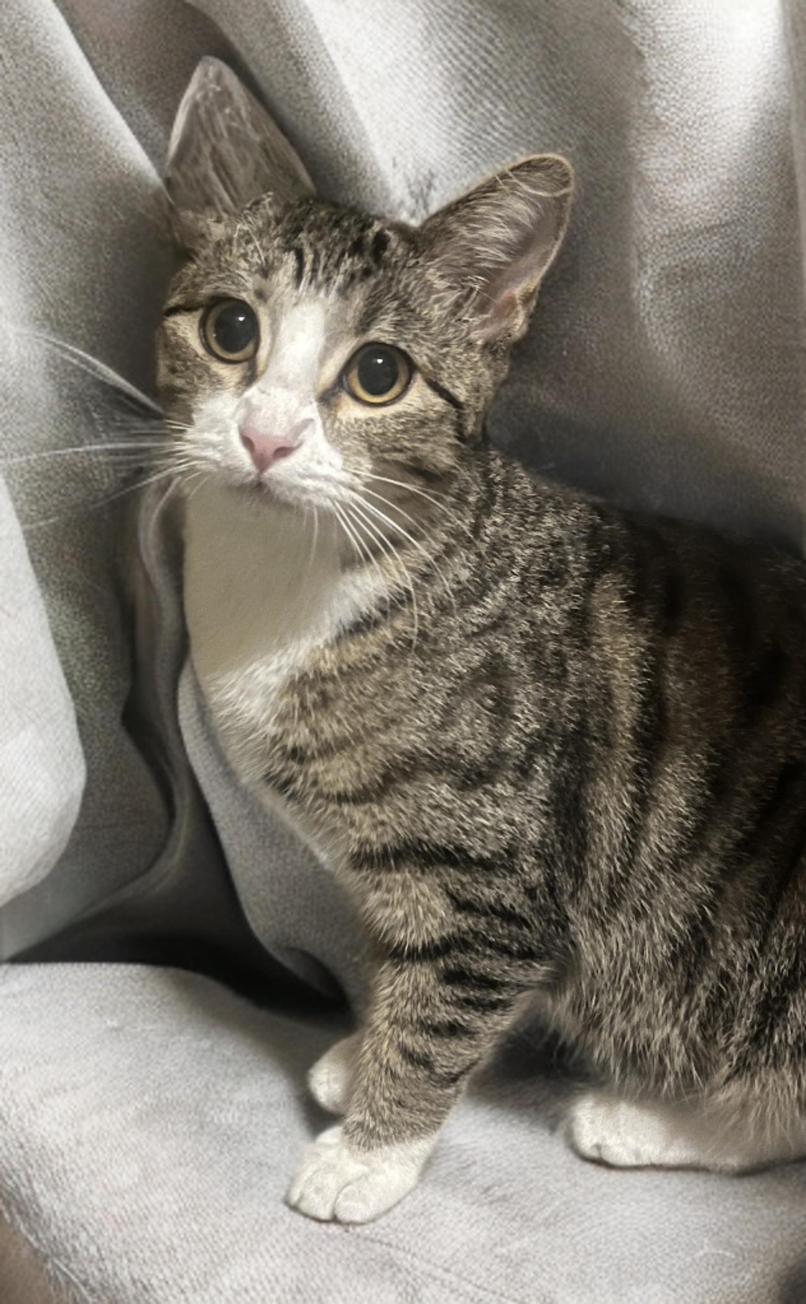 Faith, an adopted mixed breed in OVERLAND PARK, KS image 2/5