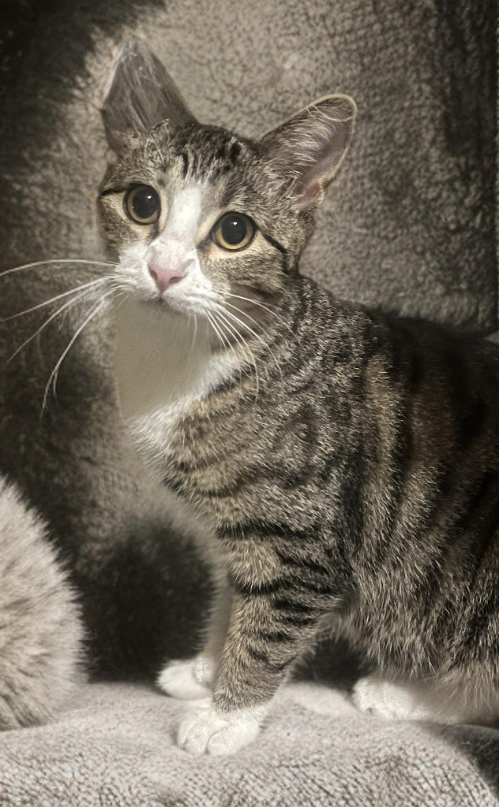 Faith, an adopted mixed breed in OVERLAND PARK, KS image 3/5