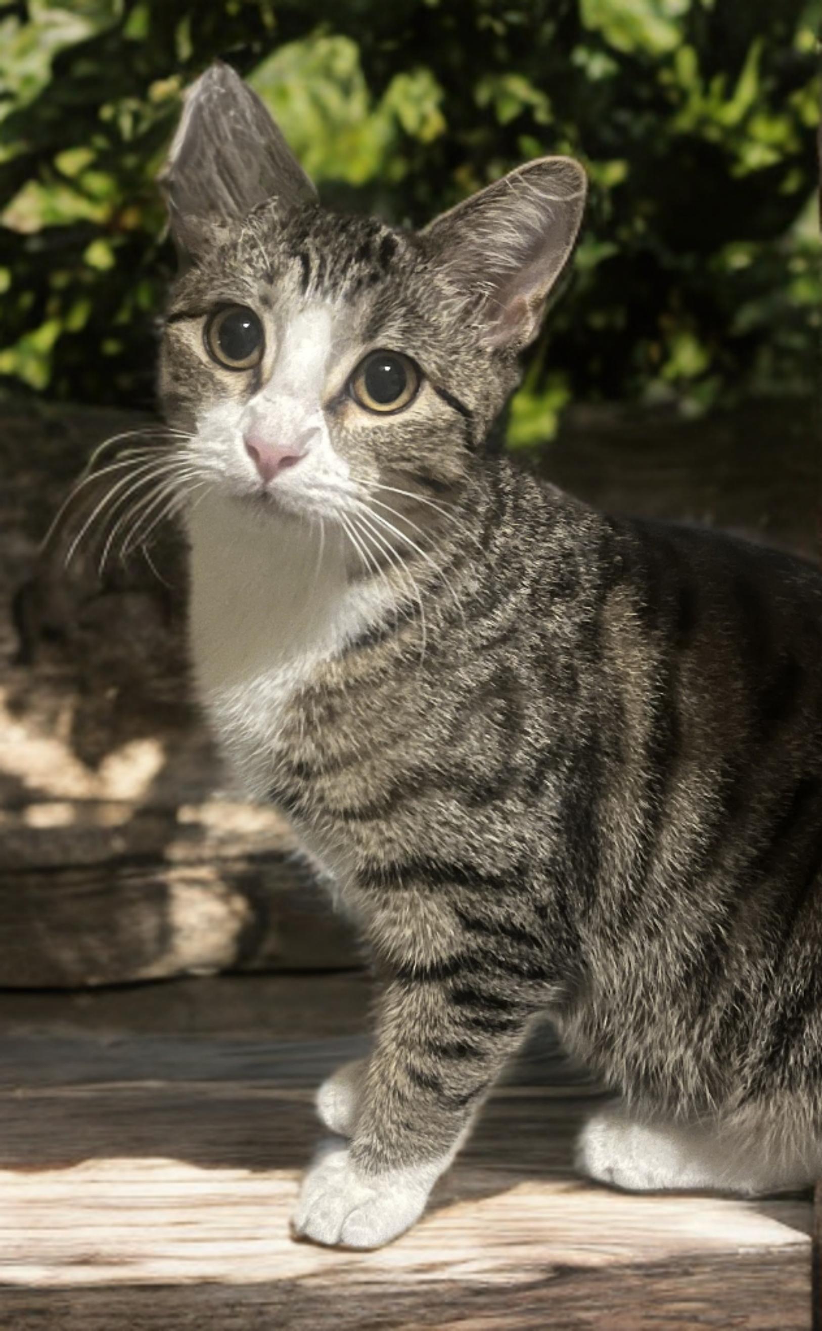 Faith, an adopted mixed breed in OVERLAND PARK, KS image 5/5