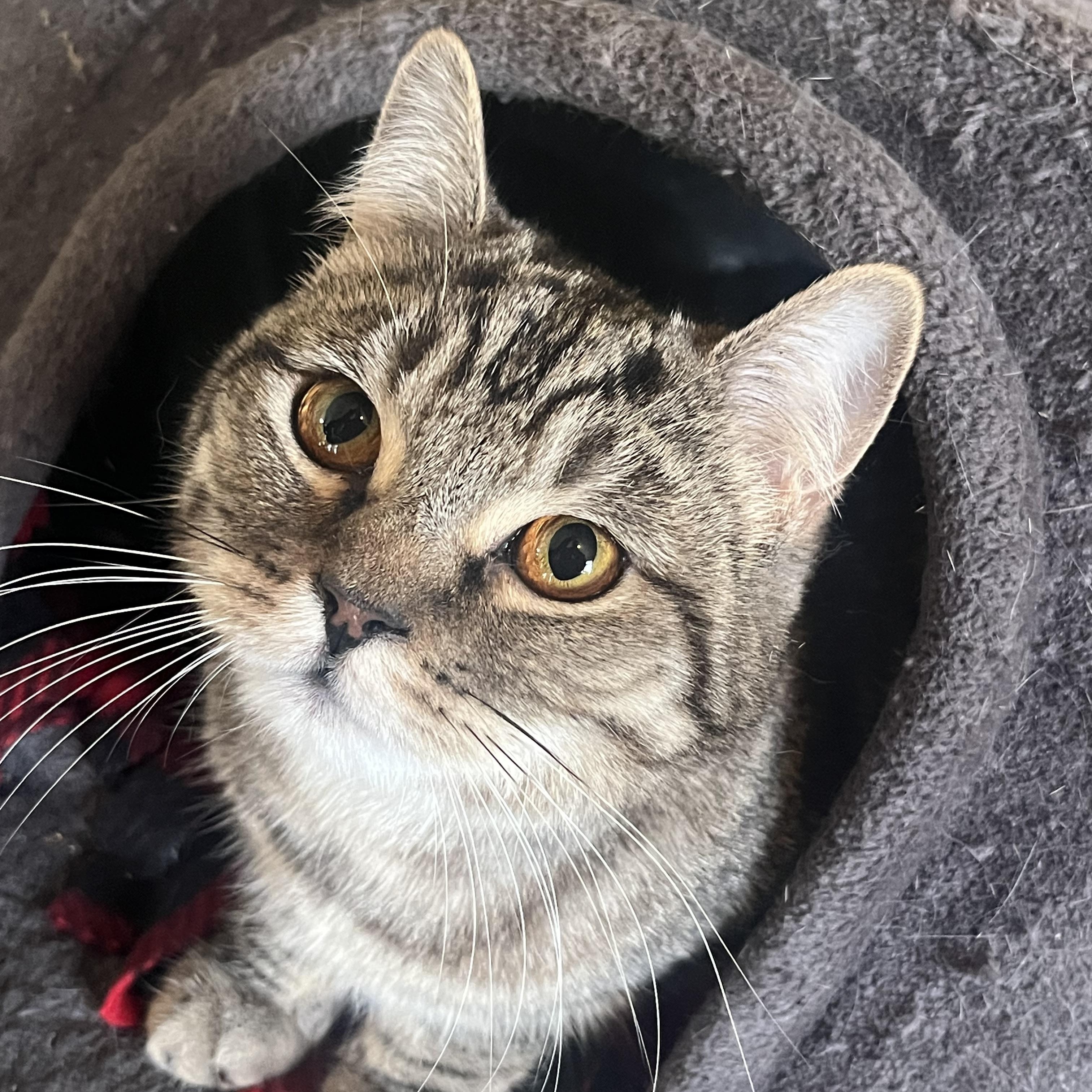 Monday, adopted, Adult Female Domestic Short Hair.