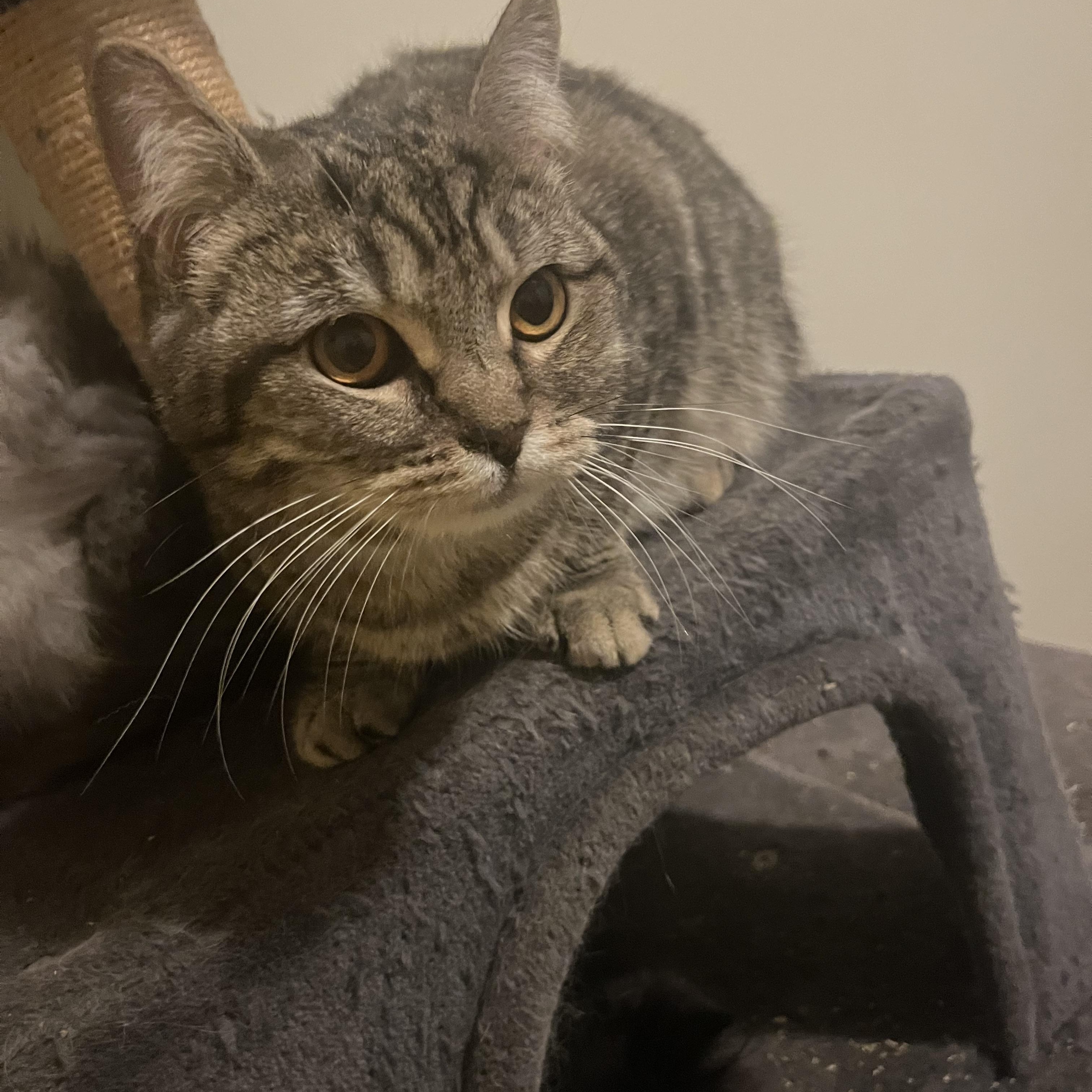 Enlarge Monday, an adopted mixed breed in Everett, WA image 2/4