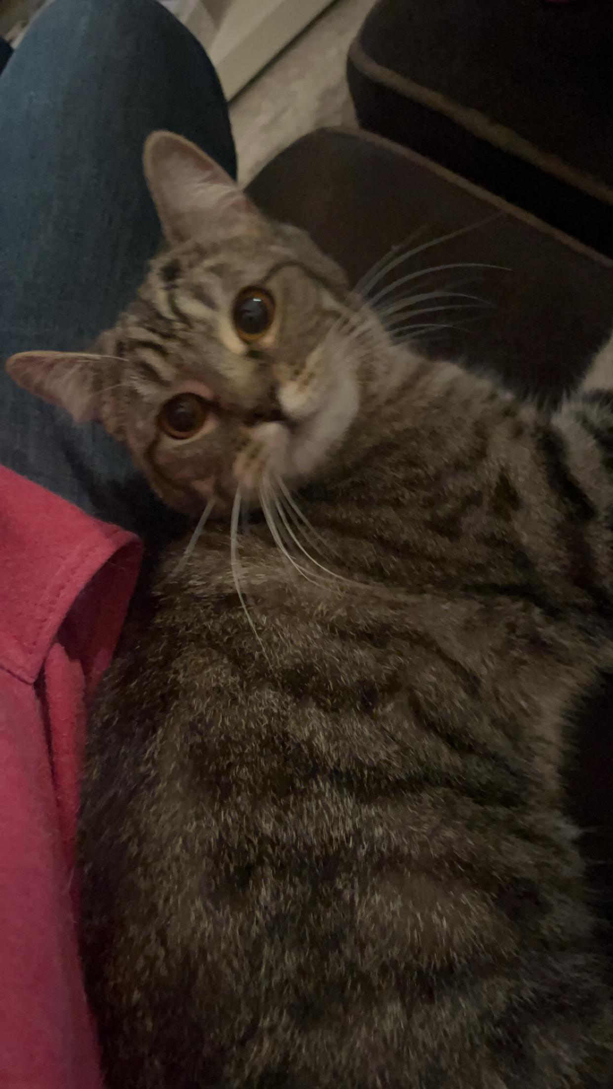 Enlarge Monday, an adopted mixed breed in Everett, WA image 3/4