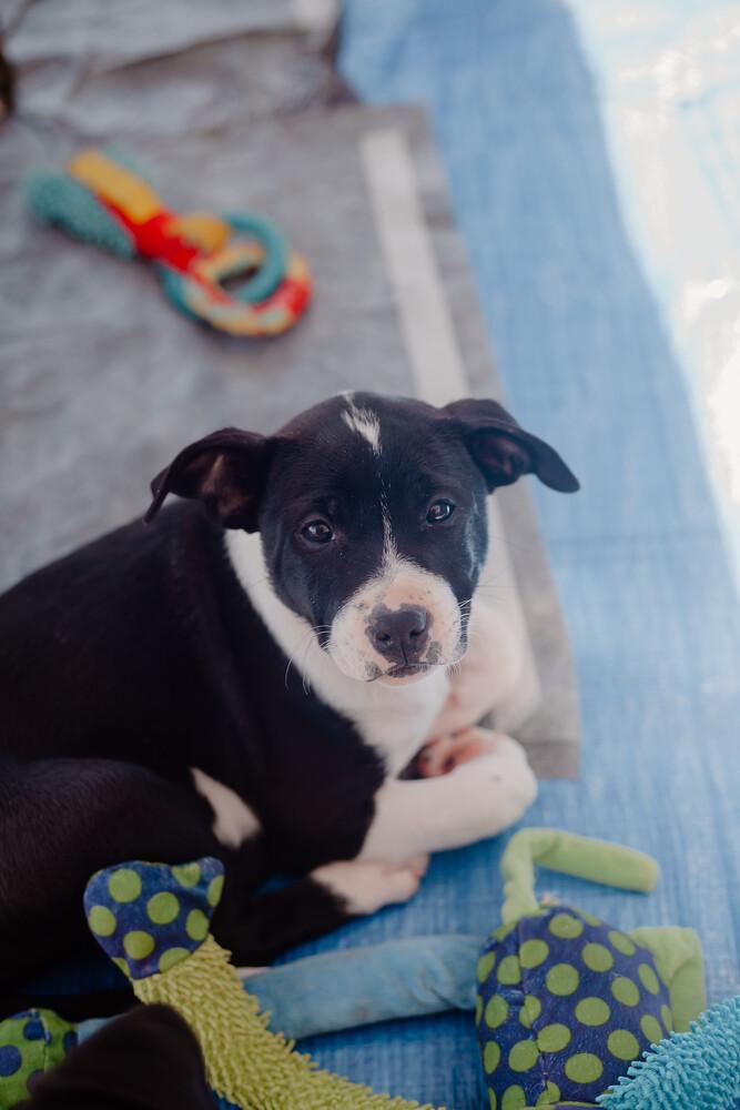 Dr. Pepper, Adoptable, Puppy Female Pit Bull Terrier.