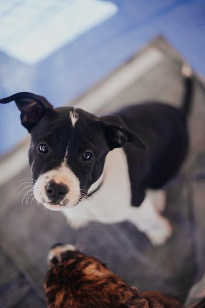 Dr. Pepper, Adoptable, Puppy Female Pit Bull Terrier.