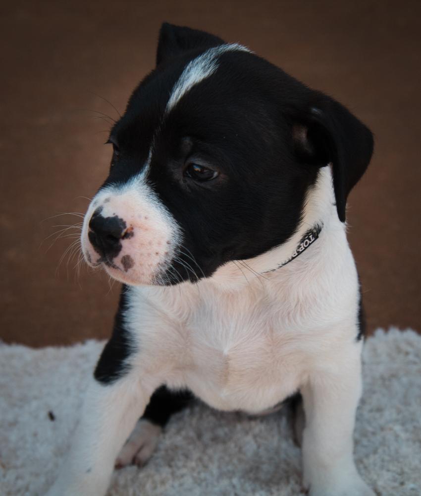 Dr. Pepper, a Adoptable mixed breed image 3/6