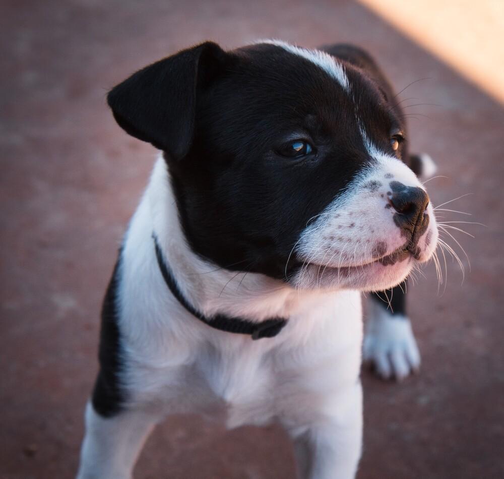 Dr. Pepper, a Adoptable mixed breed image 4/6