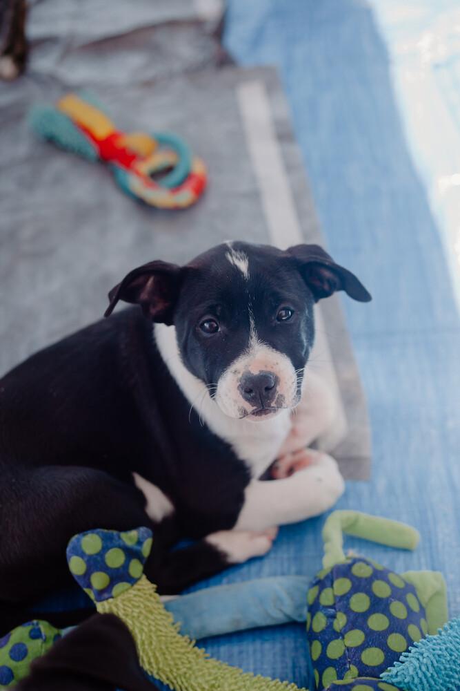 Dr. Pepper, a Adoptable mixed breed image 5/6