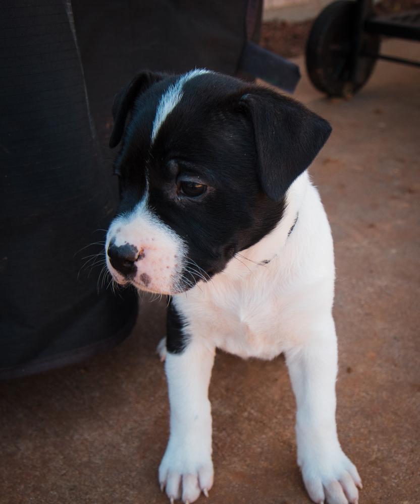 Dr. Pepper, a Adoptable mixed breed image 6/6