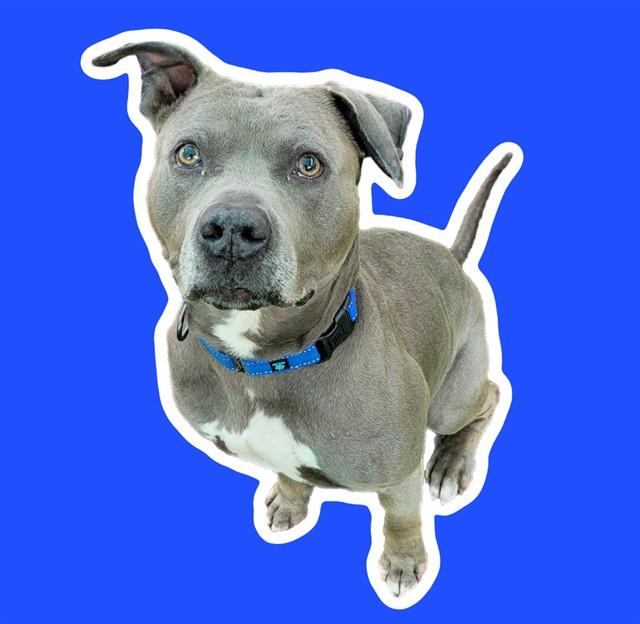 NIKO, Adoptable, Adult Male Pit Bull Terrier.