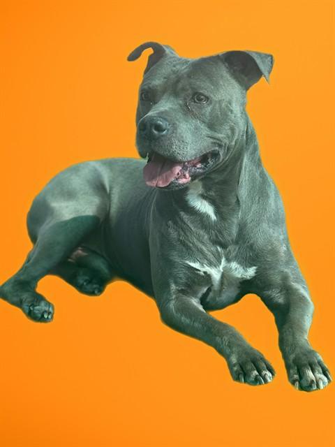 Enlarge NIKO, a Adoptable Pit Bull Terrier in Sarasota, FL image 1/1