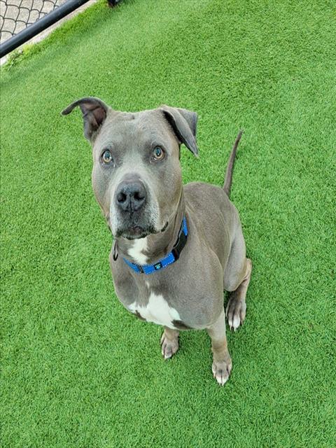 Enlarge NIKO, a Adoptable Pit Bull Terrier in Sarasota, FL image 1/1