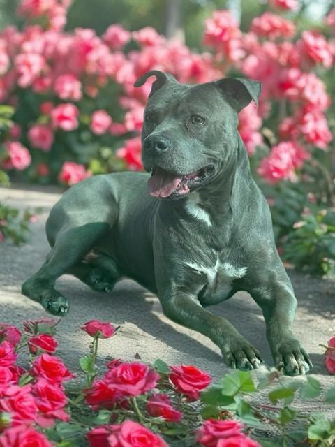 NIKO, Adoptable, Adult Male Pit Bull Terrier.