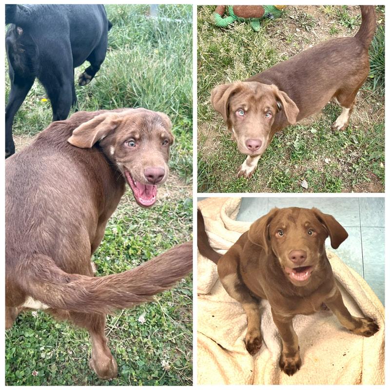 Dobby, ADOPTABLE, Young Male Chocolate Labrador Retriever.