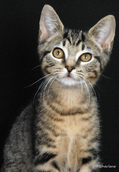 Devin, Adoptable, Young Male Tabby & Domestic Short Hair.