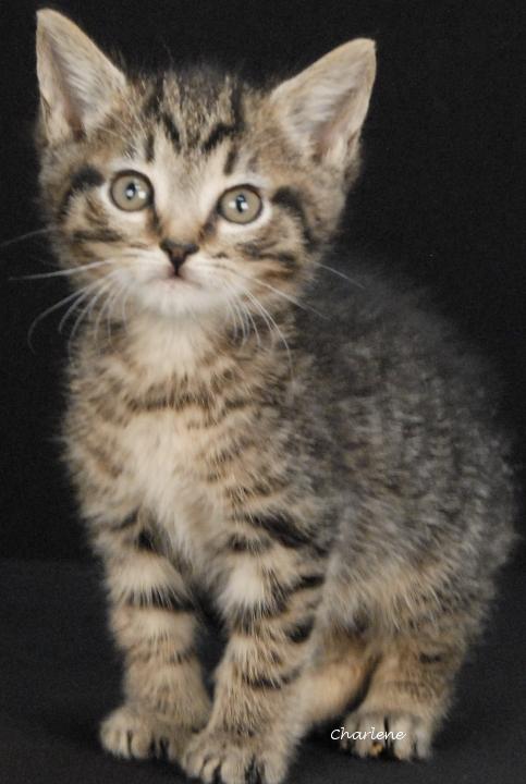 Enlarge Devin, a Adoptable mixed breed in Newland, NC image 2/2