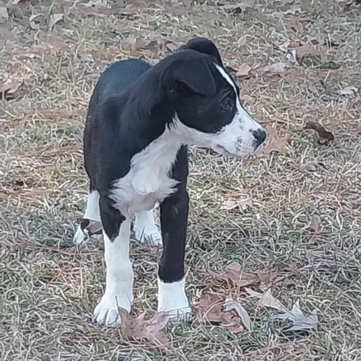 Enlarge Jett, a Adoptable mixed breed in Springfield, IL image 5/6