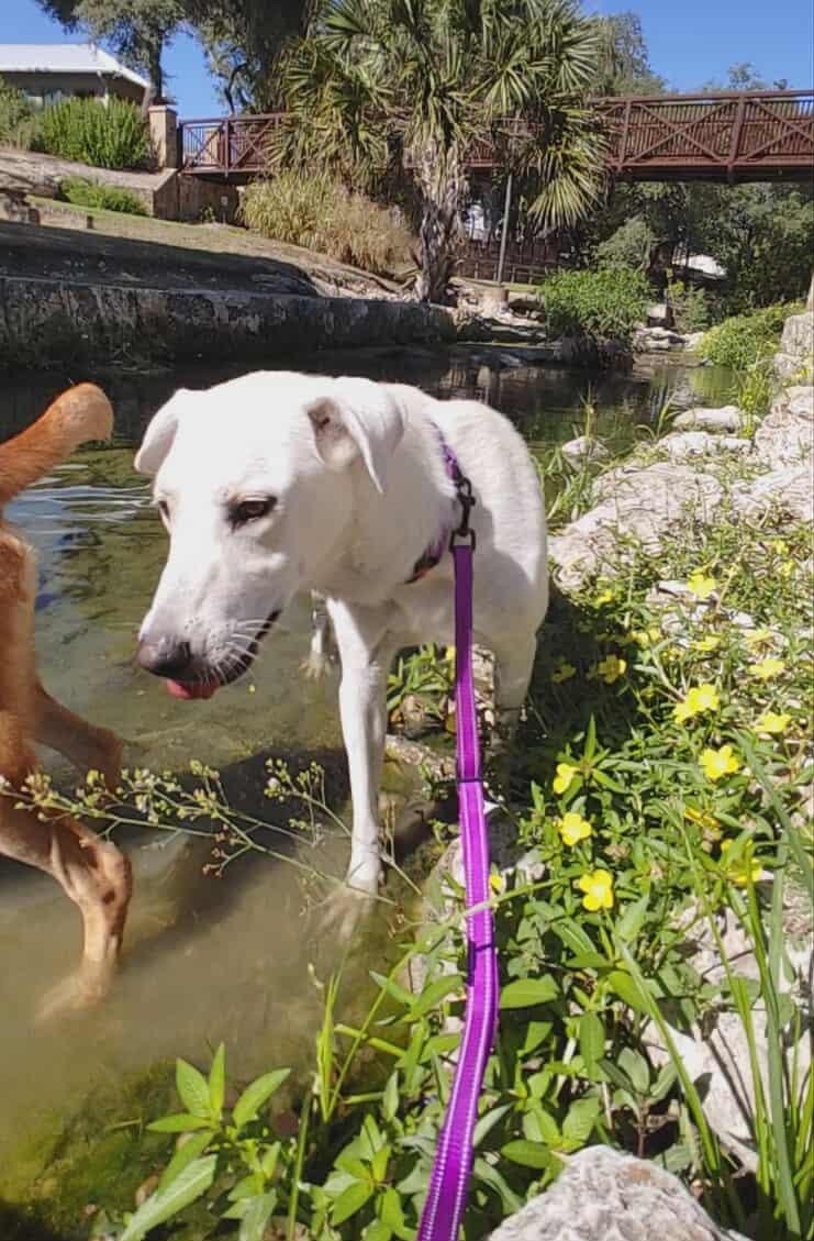 Lila, Adoptable, Young Female Labrador Retriever.