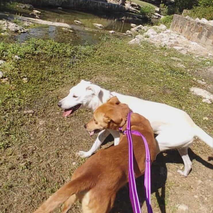 Lila, a Adoptable mixed breed in Houston, TX image 3/4