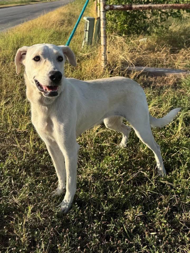 Lila, a Adoptable mixed breed in Houston, TX image 4/4