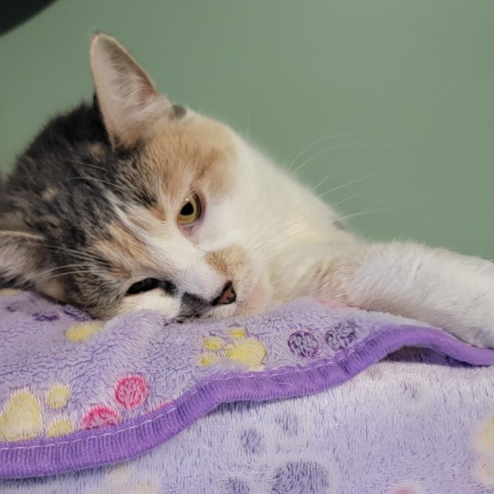 MK, a Adoptable mixed breed in Joliet, IL image 2/4