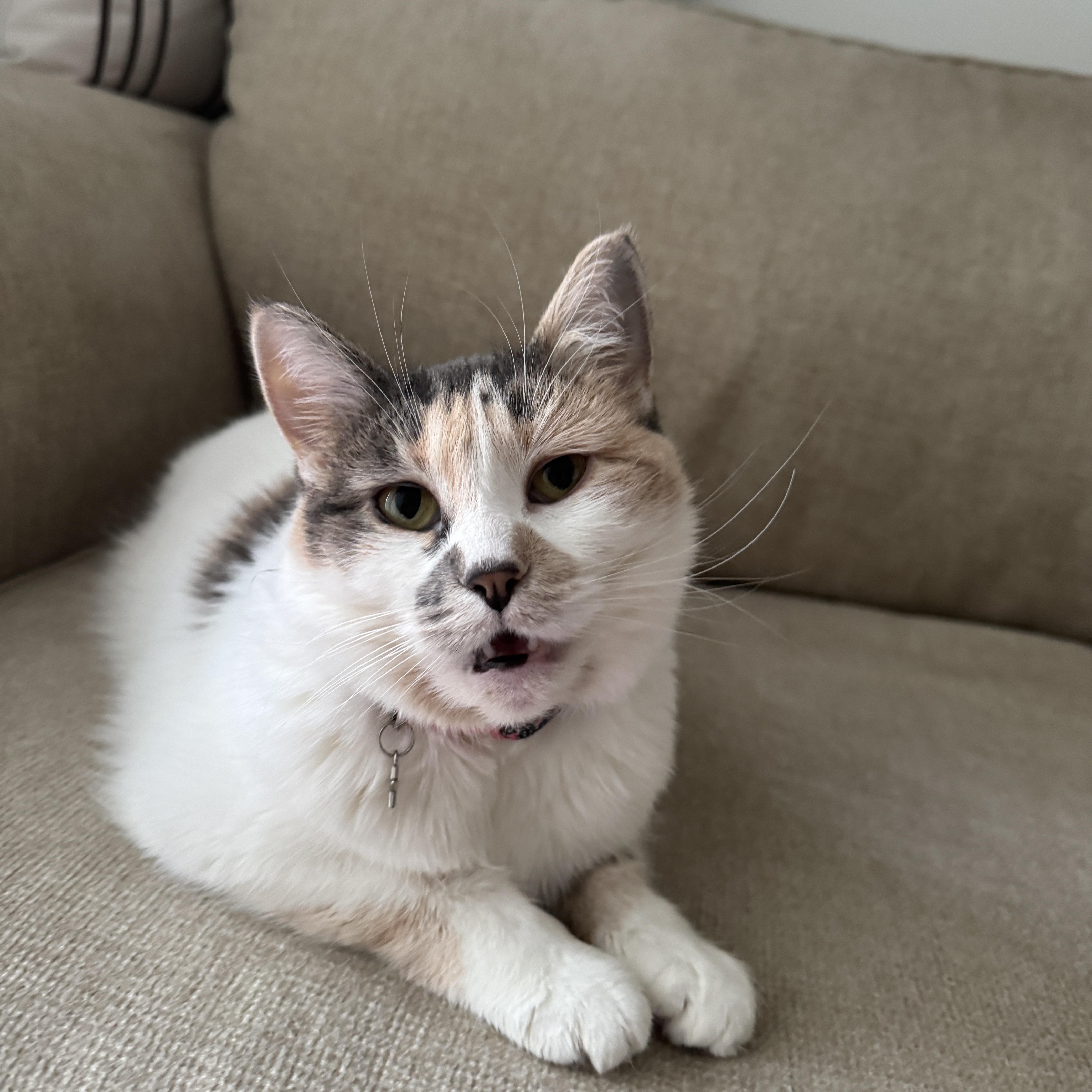 MK, a Adoptable mixed breed in Joliet, IL image 1/4