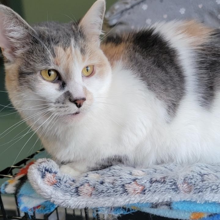 MK, a Adoptable mixed breed in Joliet, IL image 3/4