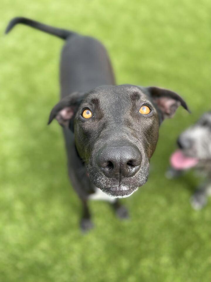 Oreo photo 3