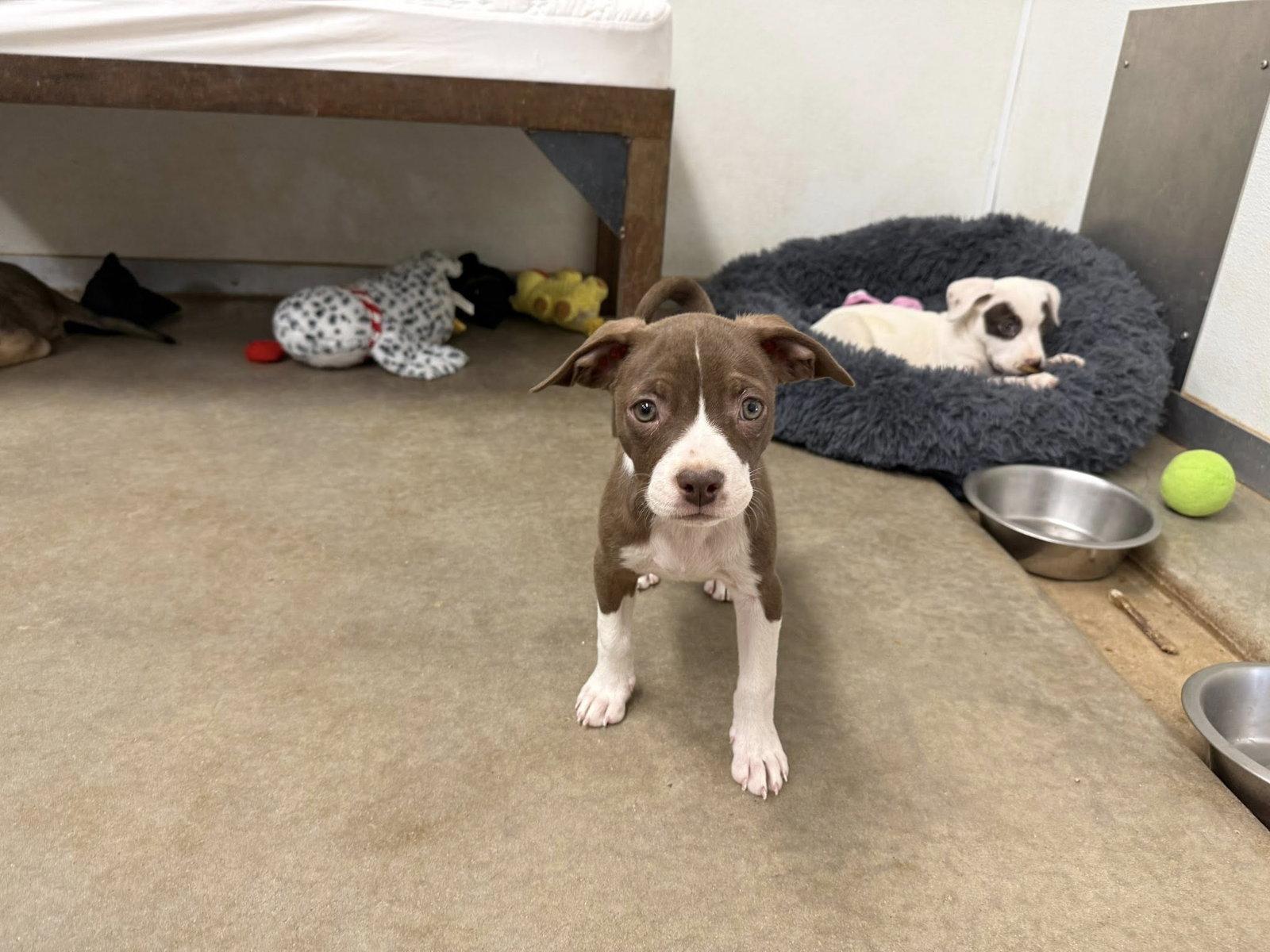 Leilani, Adoptable, Puppy Female Staffordshire Bull Terrier & Pug.