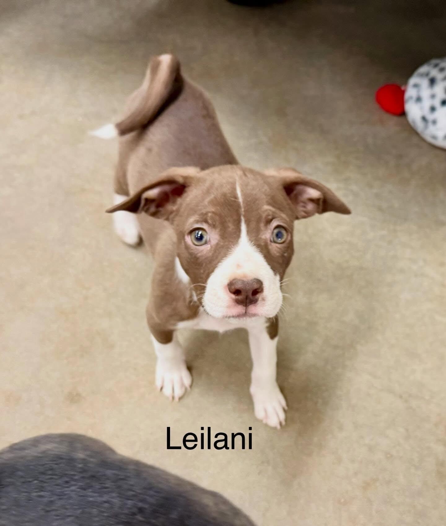 Enlarge Leilani, a Adoptable mixed breed in Phoenix, AZ image 2/3