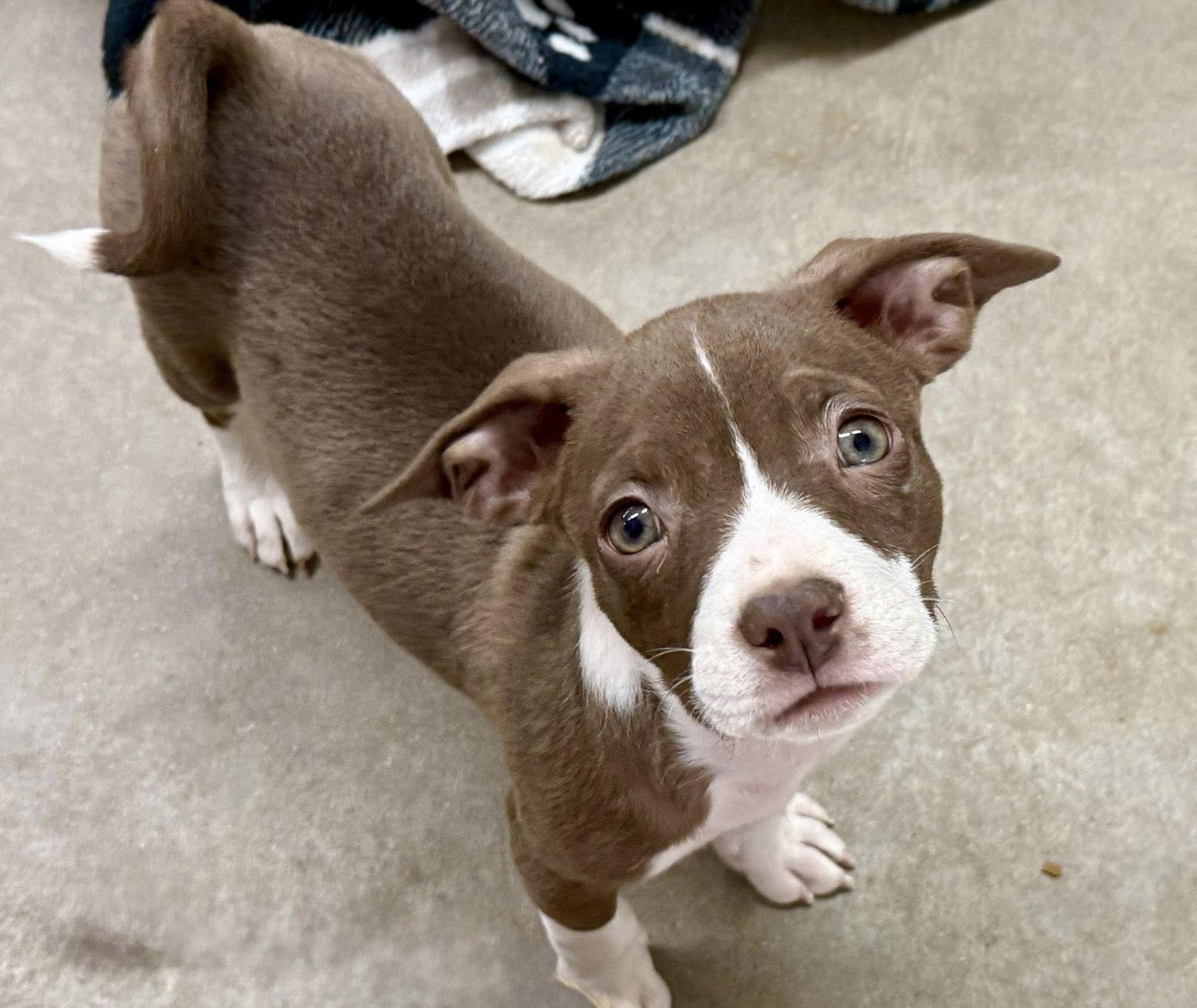 Enlarge Leilani, a Adoptable mixed breed in Phoenix, AZ image 3/3