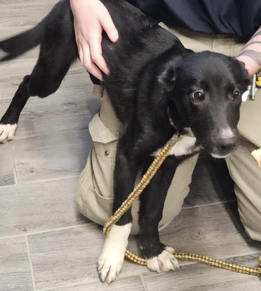 Enlarge Neptune, a Adopted mixed breed in Charlestown, RI image 2/6