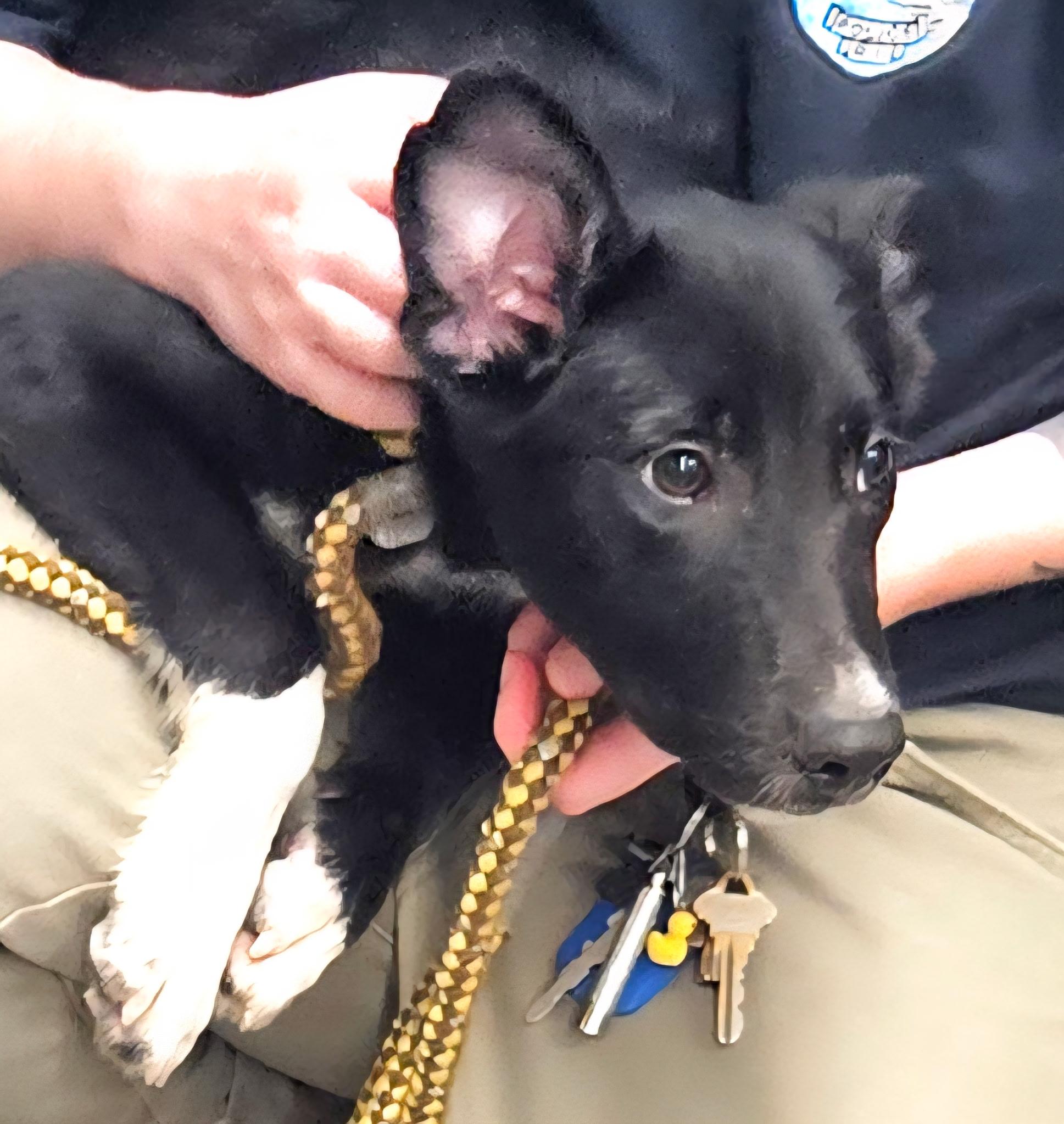 Enlarge Neptune, a Adopted mixed breed in Charlestown, RI image 3/6