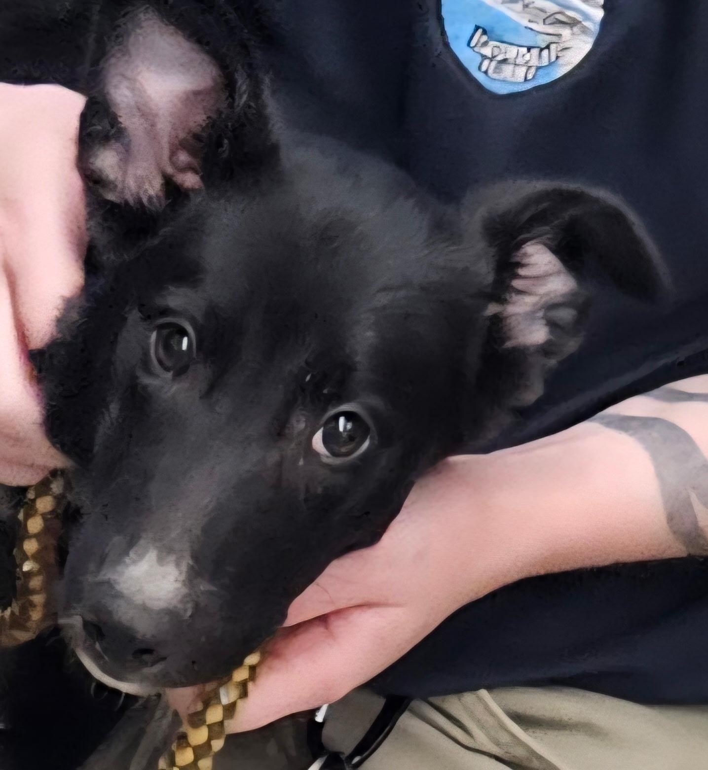 Neptune, Adopted, Puppy Male Border Collie & Labrador Retriever.