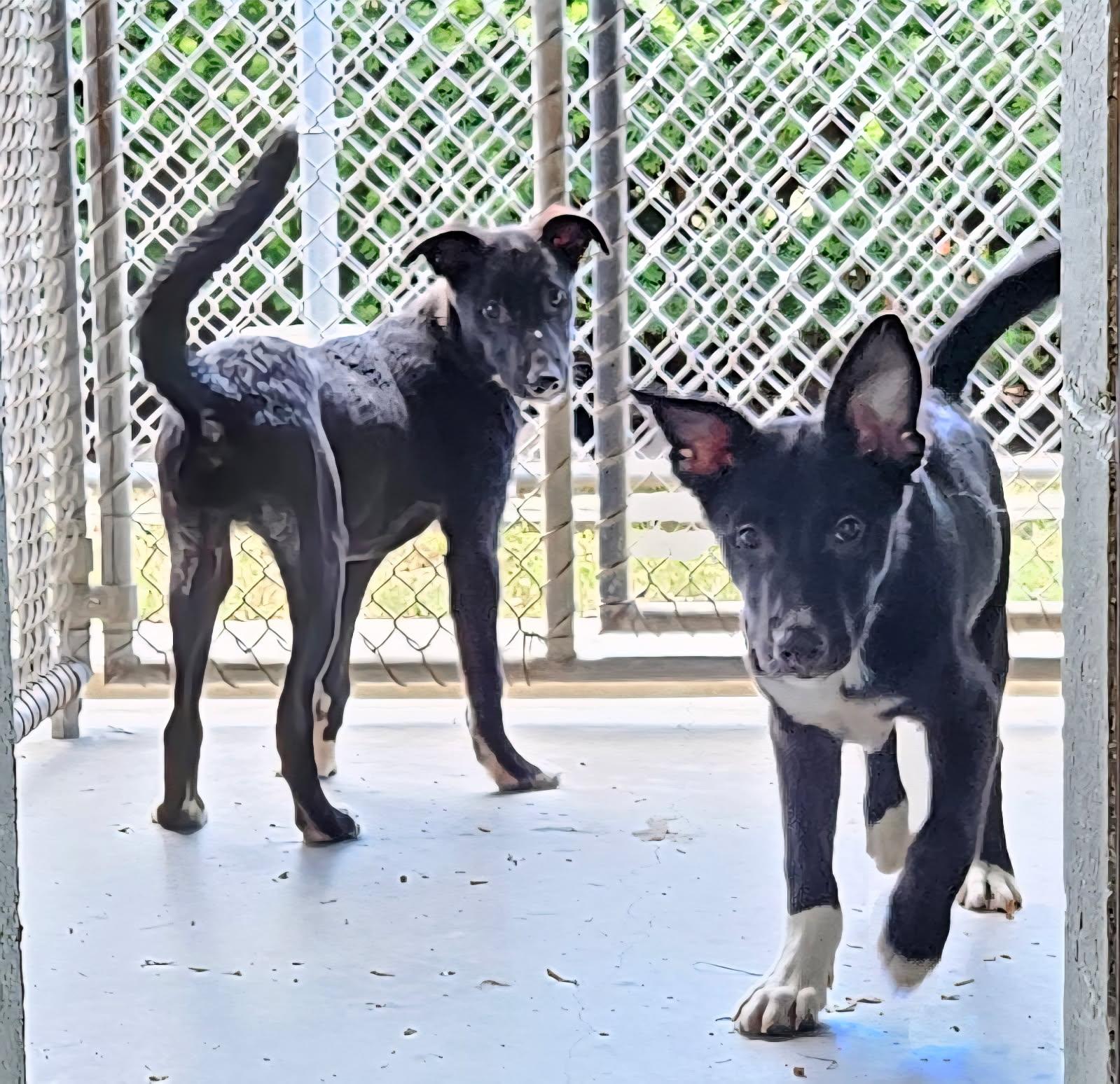 Enlarge Neptune, a Adopted mixed breed in Charlestown, RI image 6/6