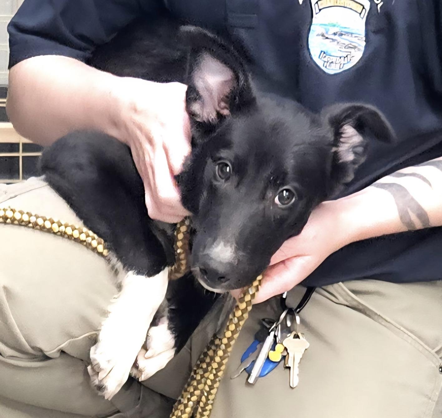 Enlarge Neptune, a Adopted mixed breed in Charlestown, RI image 4/6