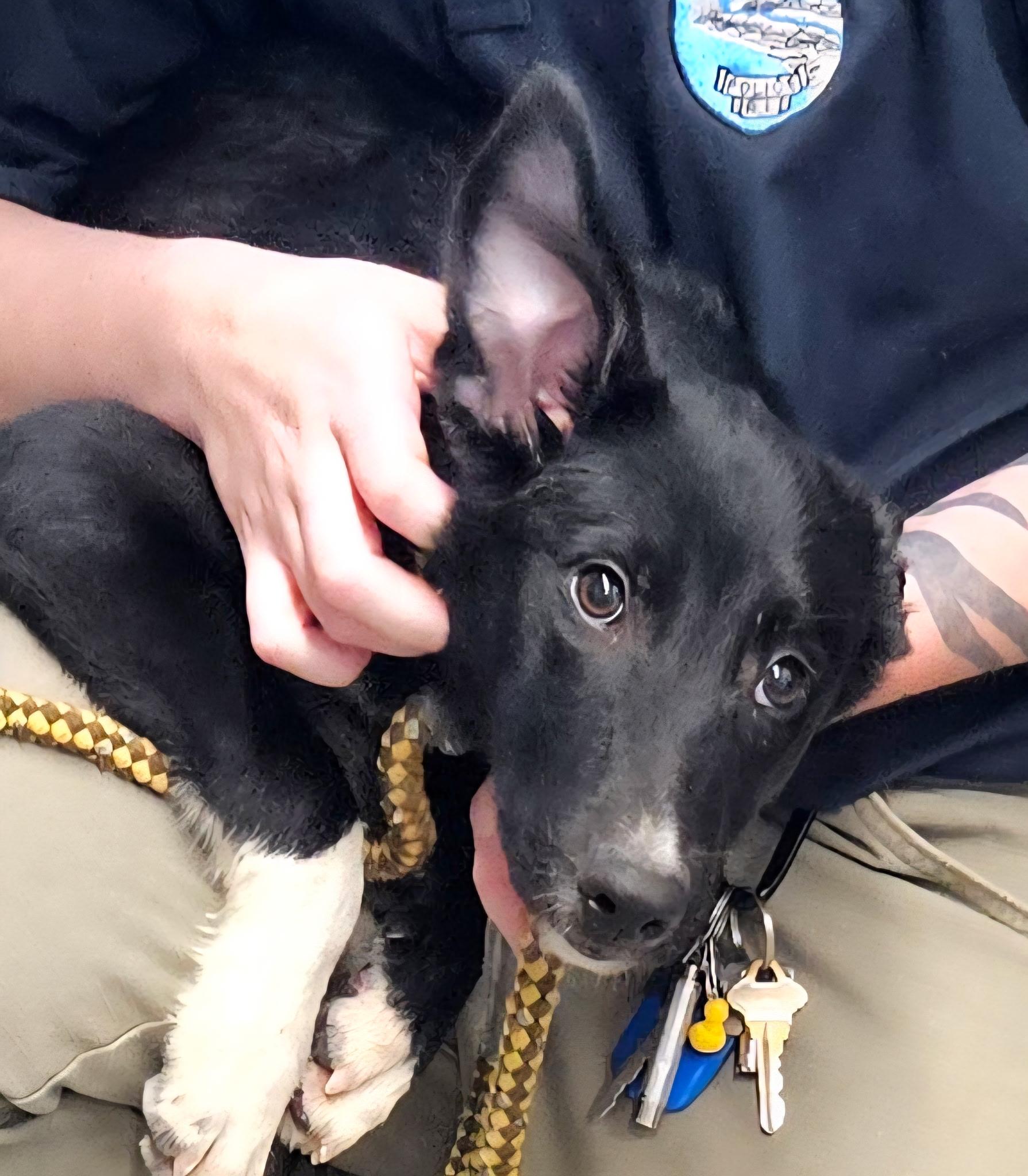 Enlarge Neptune, a Adopted mixed breed in Charlestown, RI image 5/6