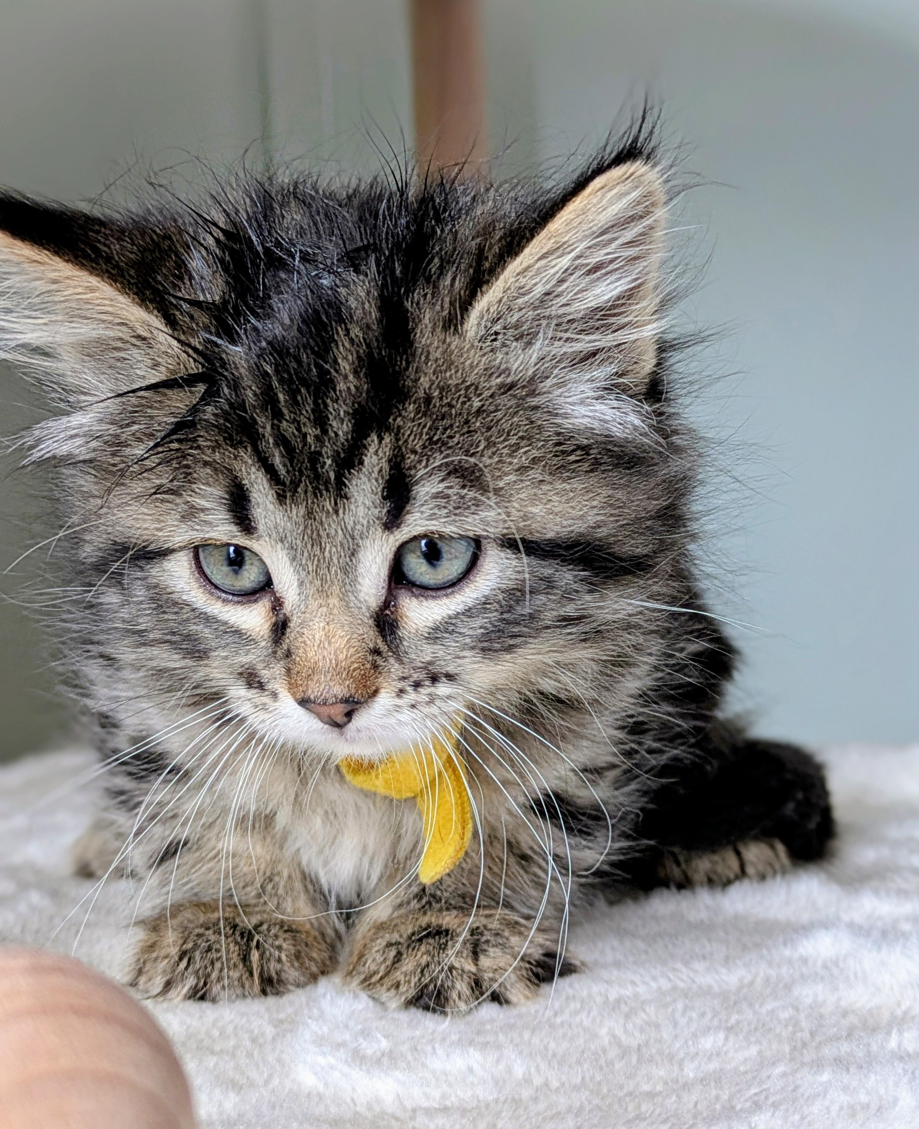 Tsunami, ADOPTABLE, Young Female Domestic Long Hair.
