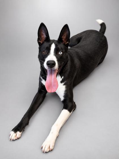 Hercules~HOUSEBROKEN!, Adoptable, Adult Male Siberian Husky & Border Collie.