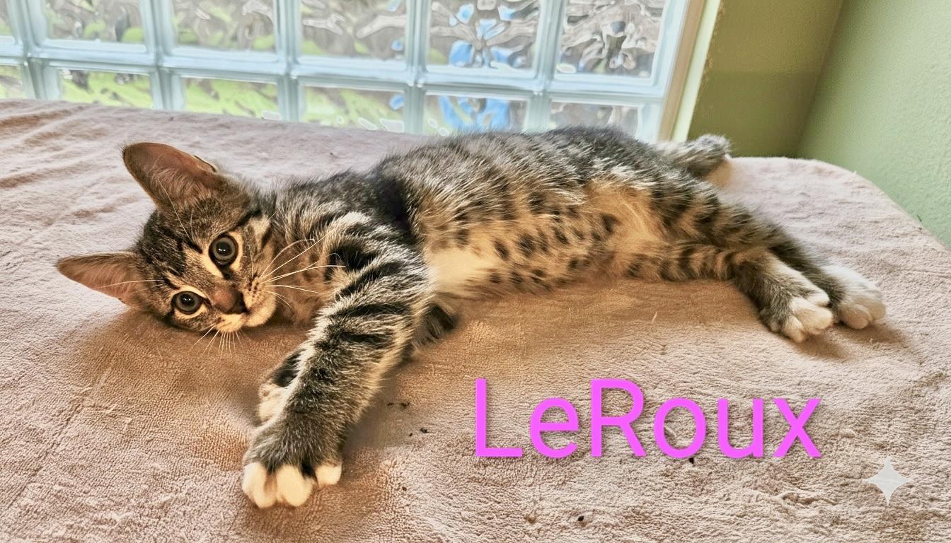 Enlarge LeRoux - North Conroe Petsmart , an adopted Domestic Short Hair in Conroe, TX image 2/2