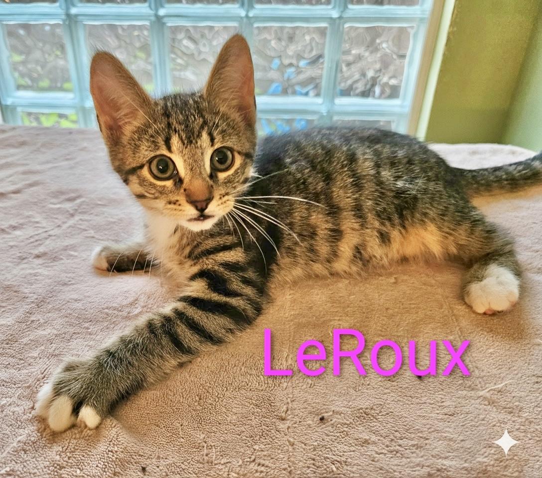 LeRoux - North Conroe Petsmart , adopted, Kitten Male Domestic Short Hair.