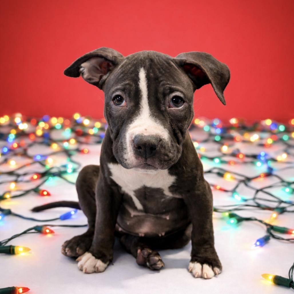 Rocket, Adoptable, Puppy Female Mixed Breed.