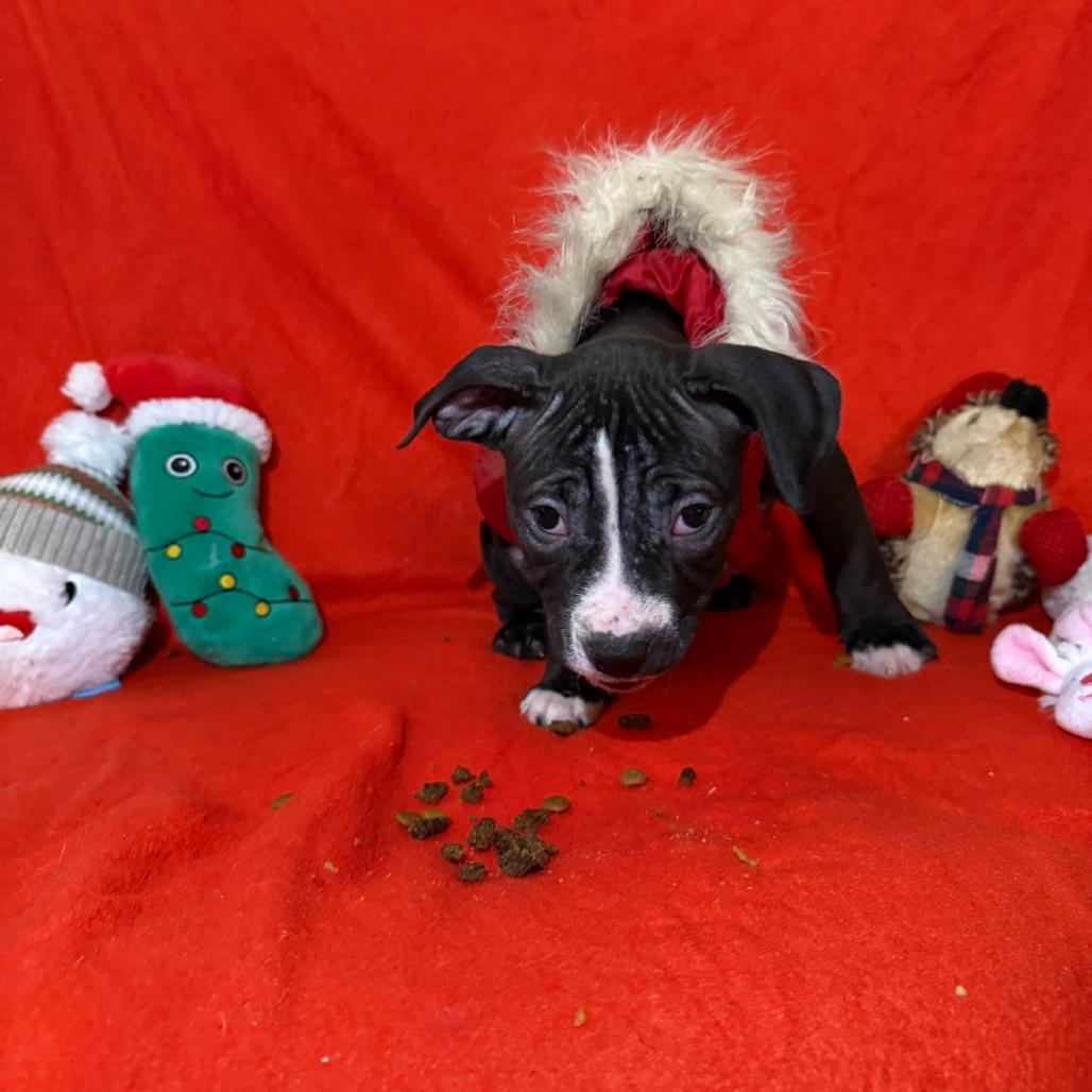 Enlarge Rocket, a Adoptable Mixed Breed in Rockville, MD image 2/3