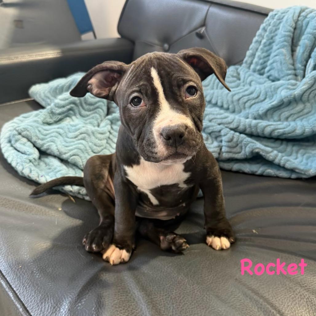 Enlarge Rocket, a Adoptable Mixed Breed in Rockville, MD image 3/3