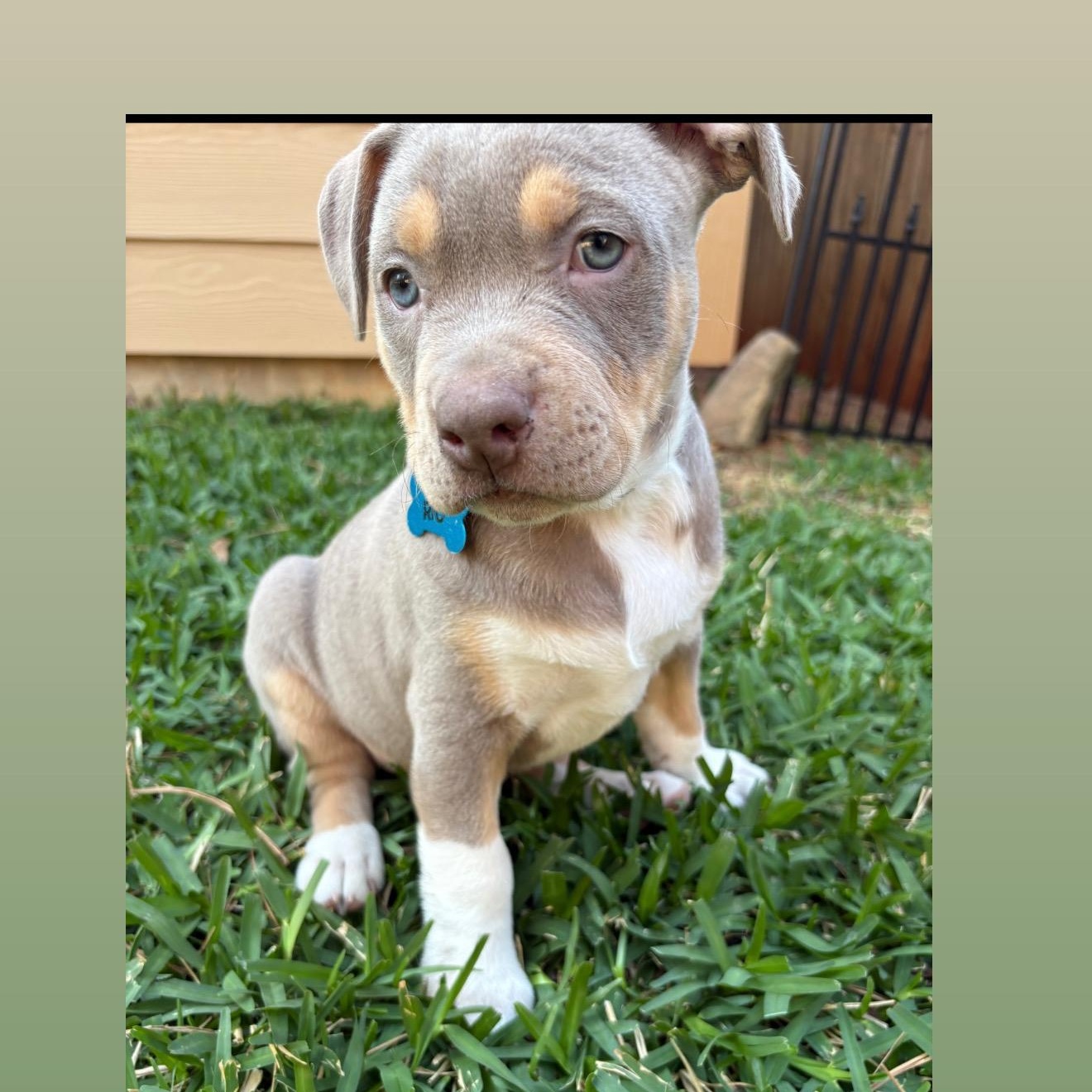 Enlarge Rio , an adopted mixed breed in Jackson , MI image 1/3