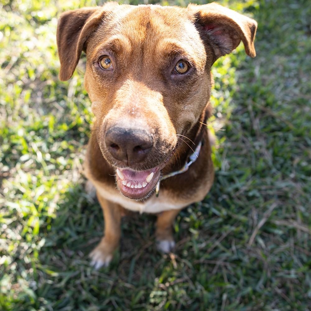 Enlarge Rio , an adopted mixed breed in Jackson , MI image 3/3