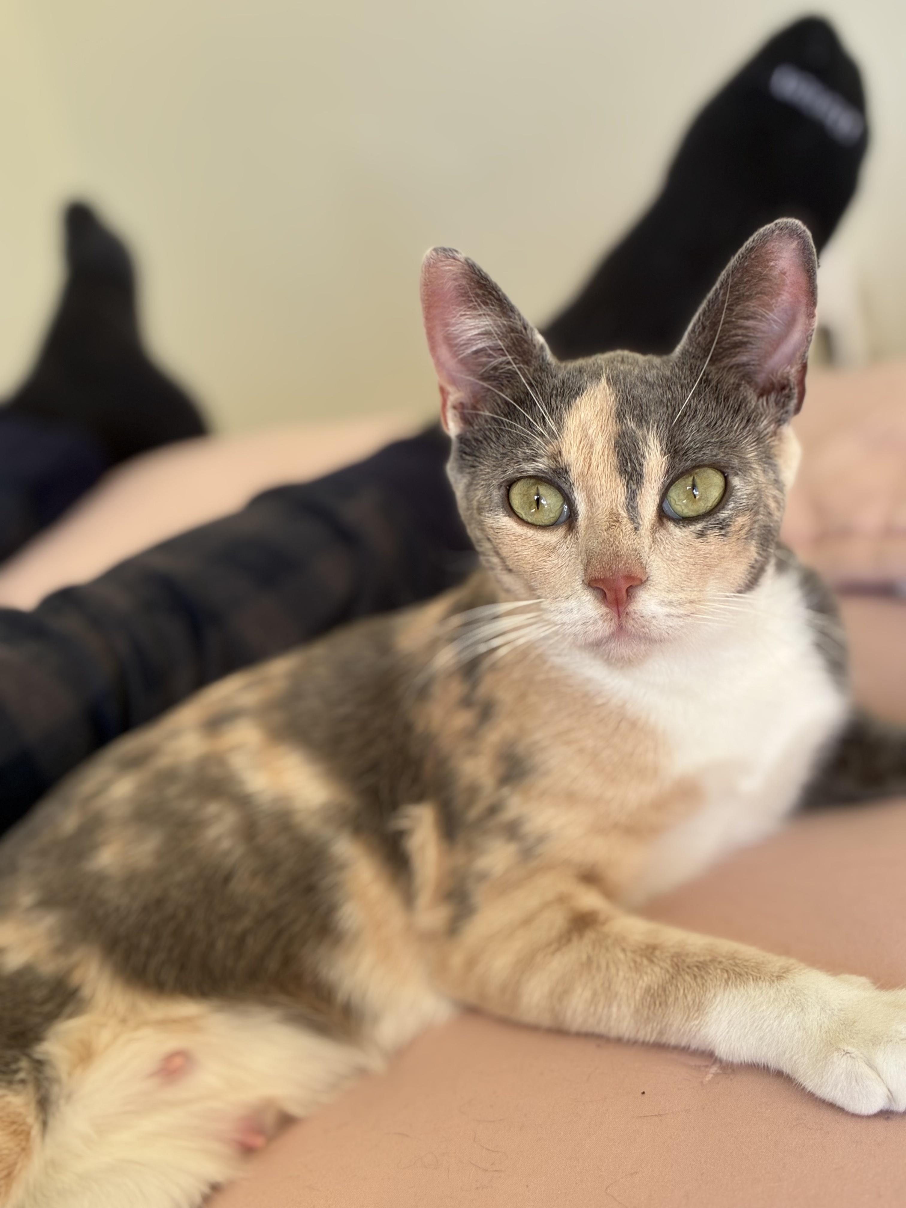 Enlarge Mrs Doubtfire, a Adoptable Domestic Short Hair in Tucson, AZ image 1/1