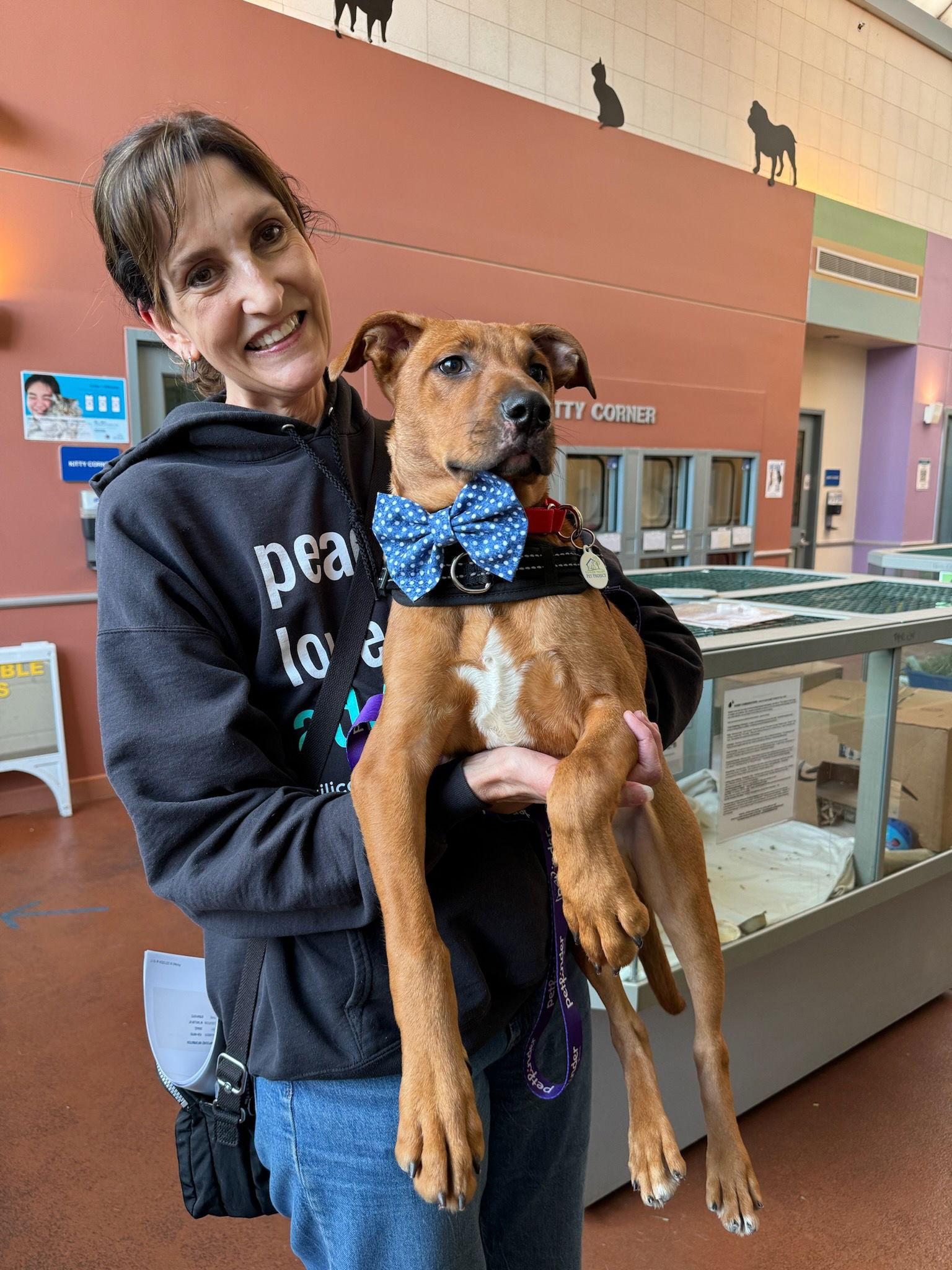 Enlarge Calvin, a Adopted Rhodesian Ridgeback in San Jose, CA image 2/3