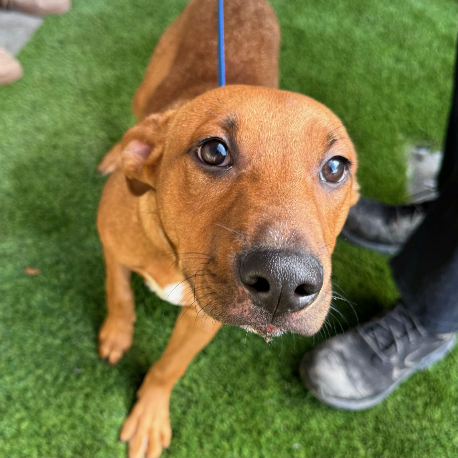 Enlarge Calvin, a Adopted Rhodesian Ridgeback in San Jose, CA image 3/3