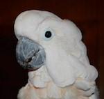 Enlarge Jasmine, a Adoptable Cockatoo in Alexander, NC image 2/5